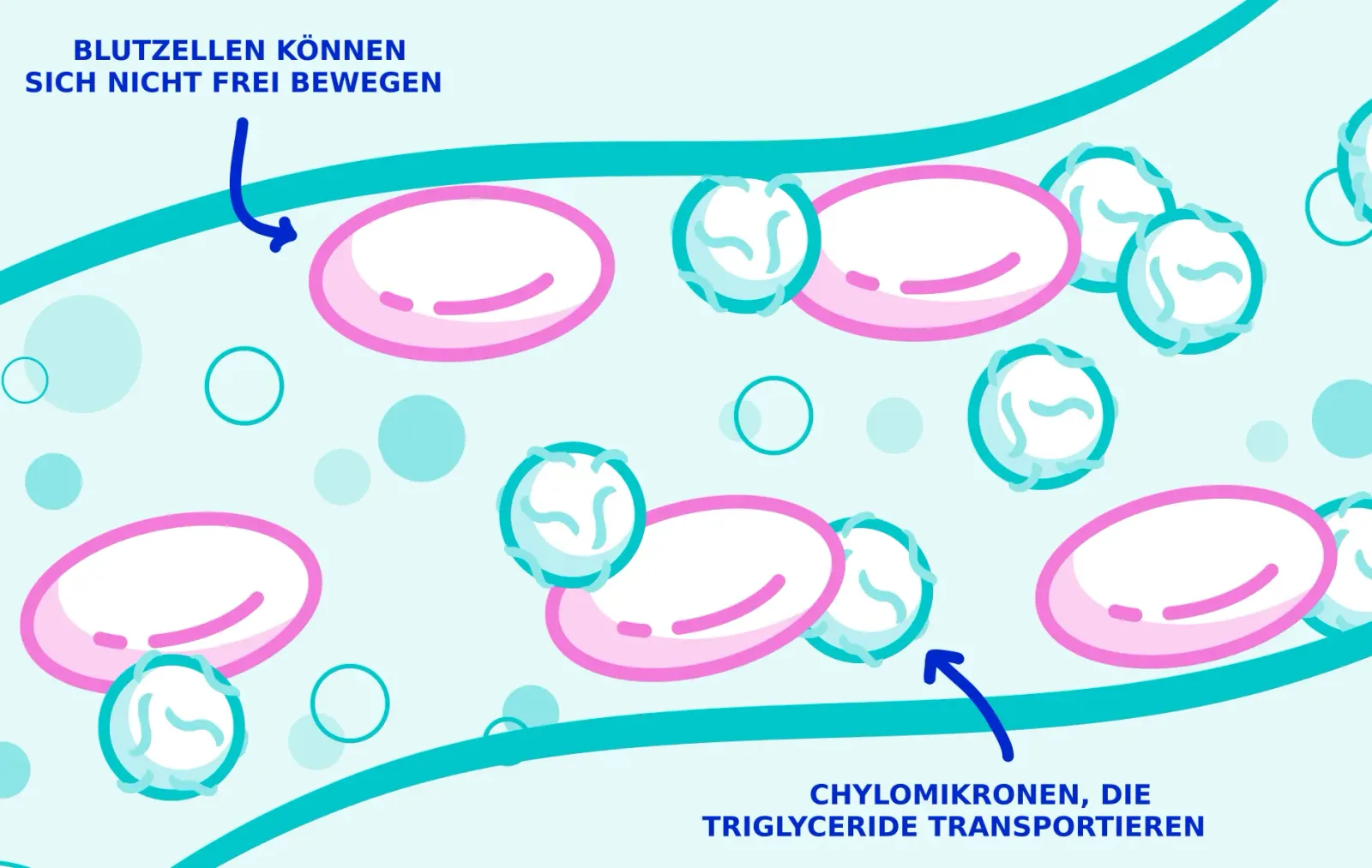 Eine Darstellung des Blutflusses